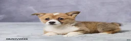 Welsh Corgi Pembroke dogs for sale: Axel - Ad 6