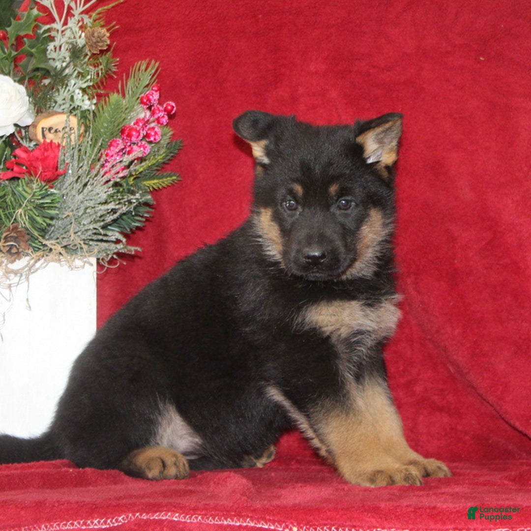 German Shepherd dogs for sale: Tasha  - Ad 2