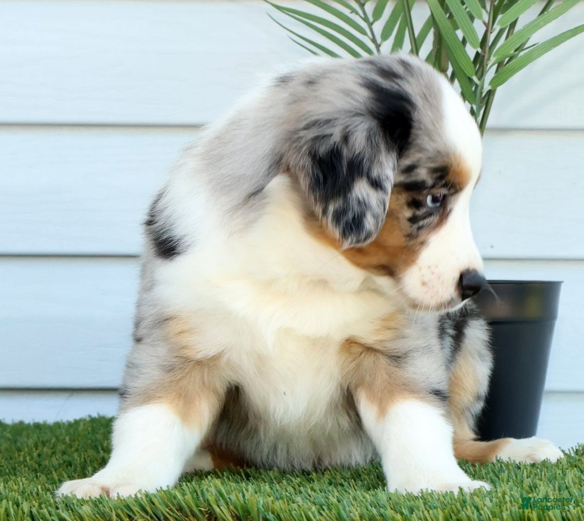 Miniature Australian Shepherd dogs for sale: Tucker - Ad 6