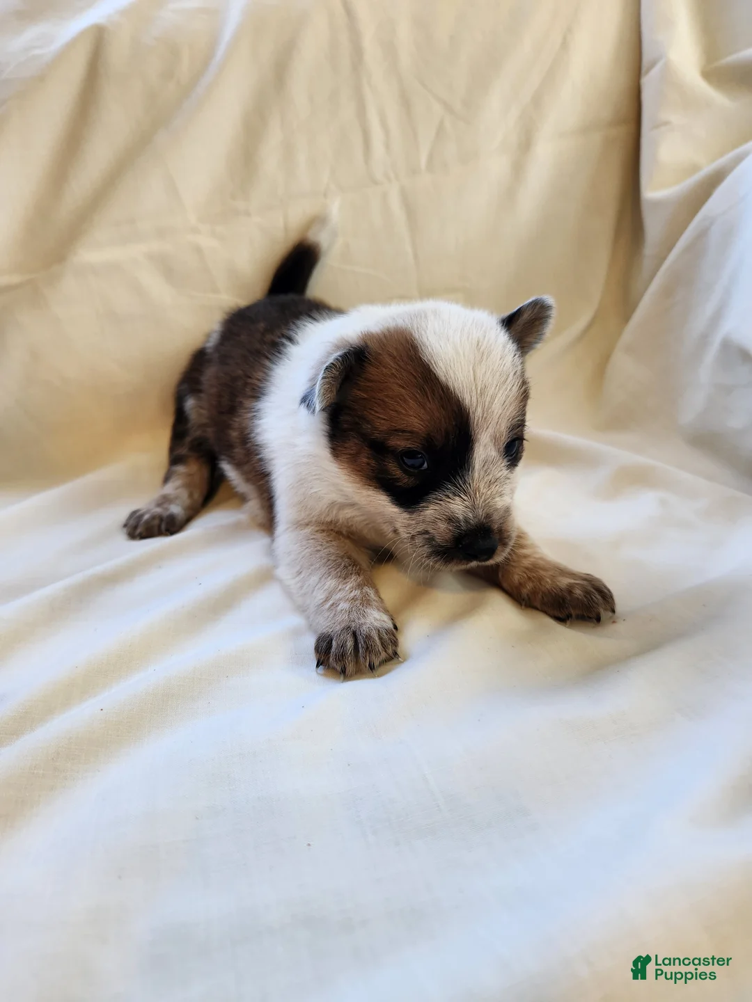 Australian Cattle Dog dogs for sale: Australian Cattle Dog Puppy 5 - Ad 2