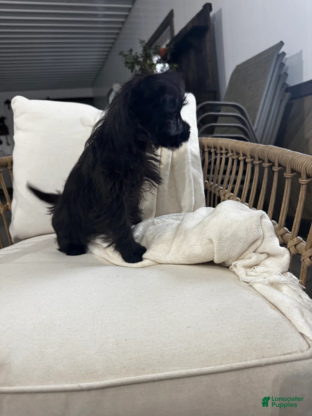 Yorkiepoo dogs for sale: Yorkiepoo Puppy 1 - Ad 4