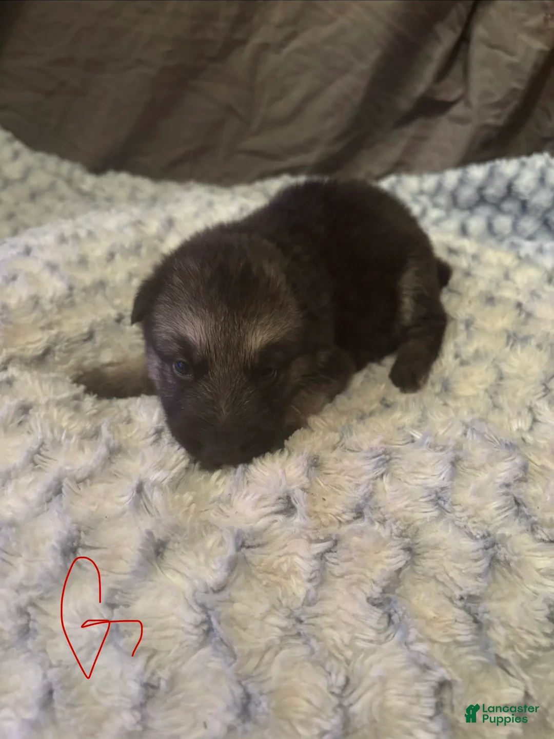 German Shepherd dogs for sale: Girl 1 - Ad 2