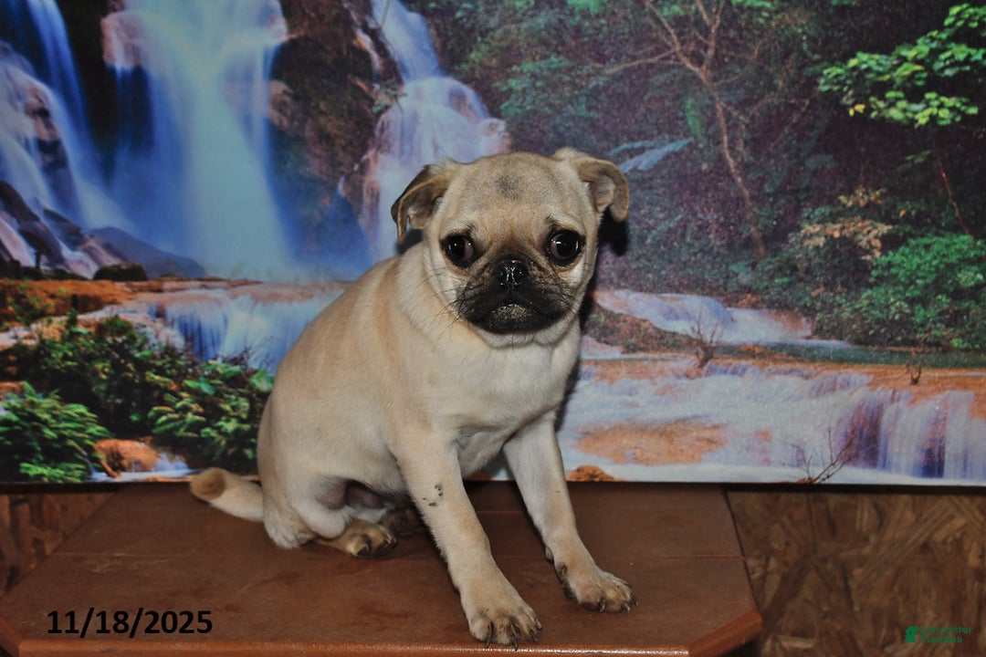Pug dogs for sale: Wee Willy Winkie - Ad 1
