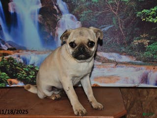 Pug dogs Wee Willy Winkie - Ad 2