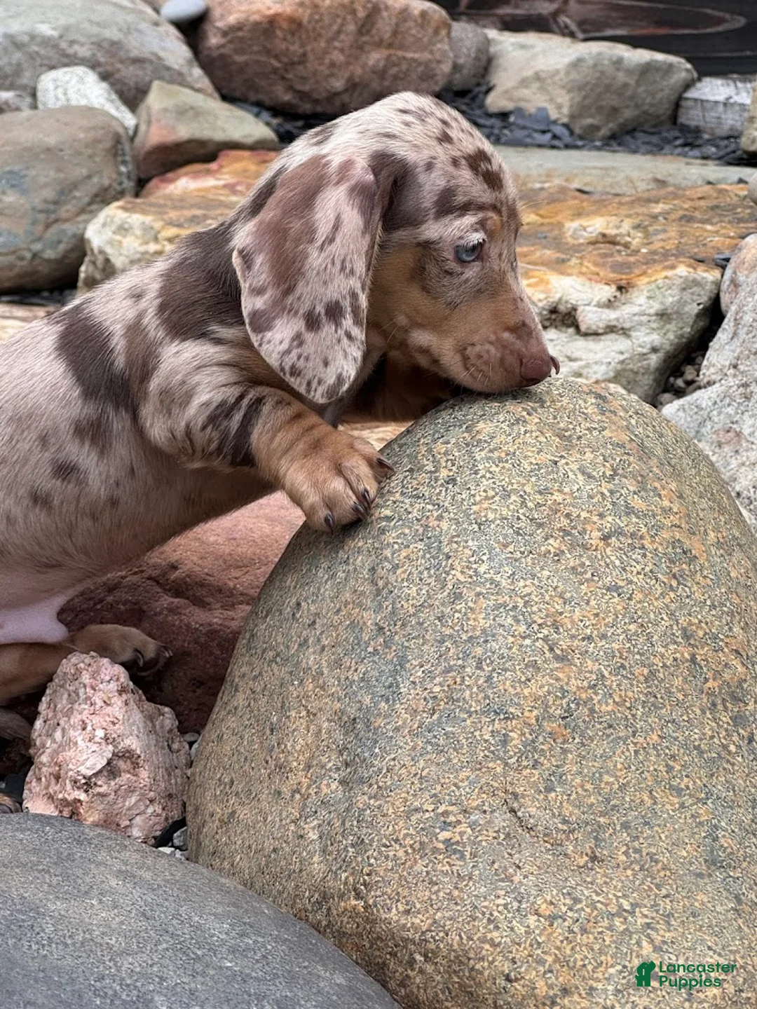 Miniature Dachshund dogs for sale: Miniature Dachshund Puppy 2 - Ad 5
