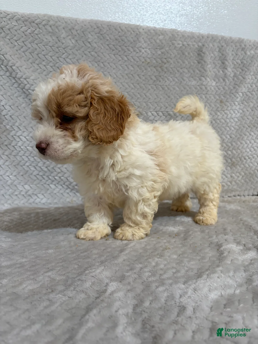 Mini Bernedoodle dogs for sale: Ada - Ad 2