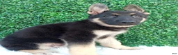 German Shepherd dogs for sale: Max - Ad 4