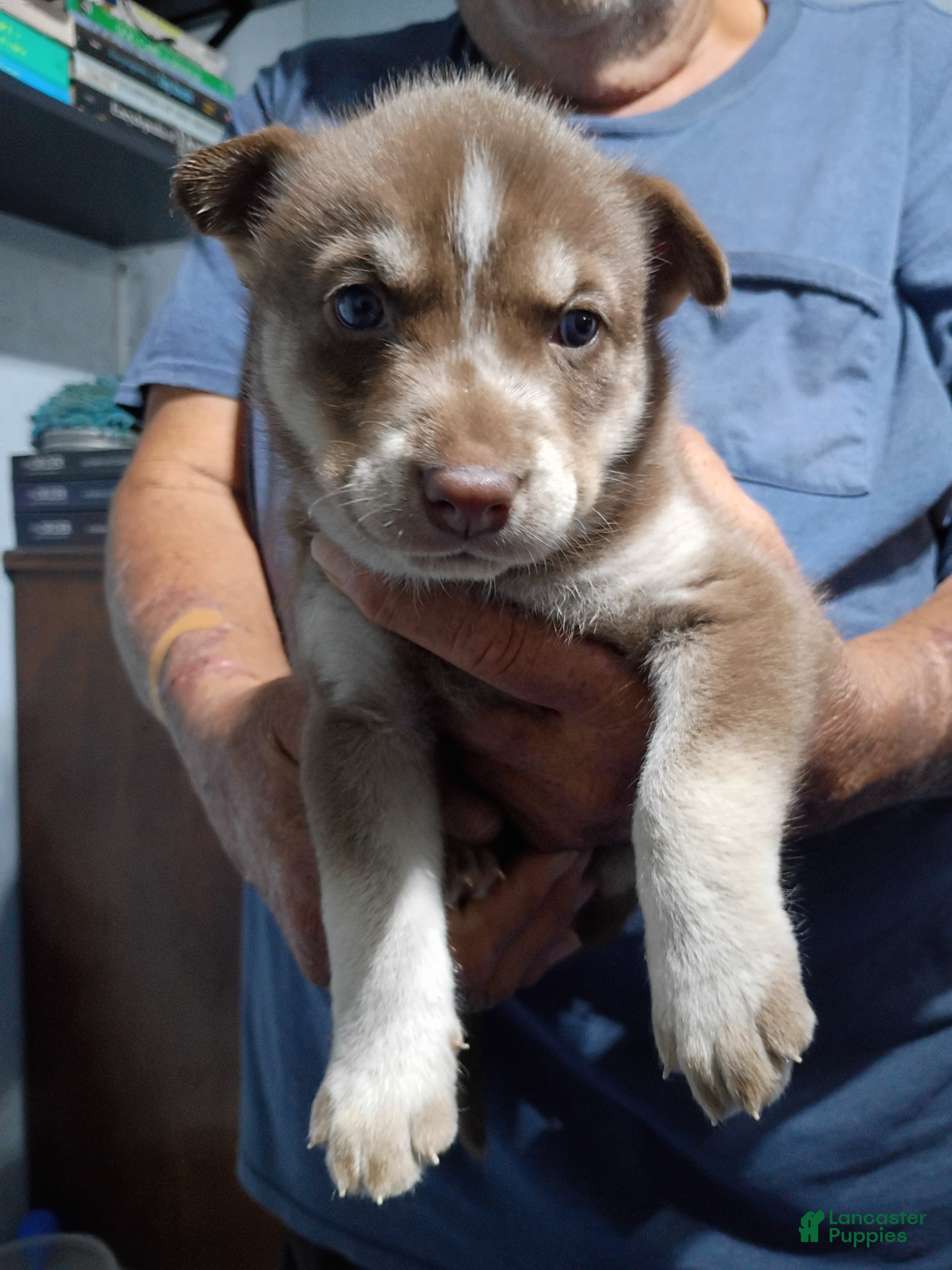 Siberian Husky dogs Red Collar 4th Born - Temp Name is Ruby - Ad 22