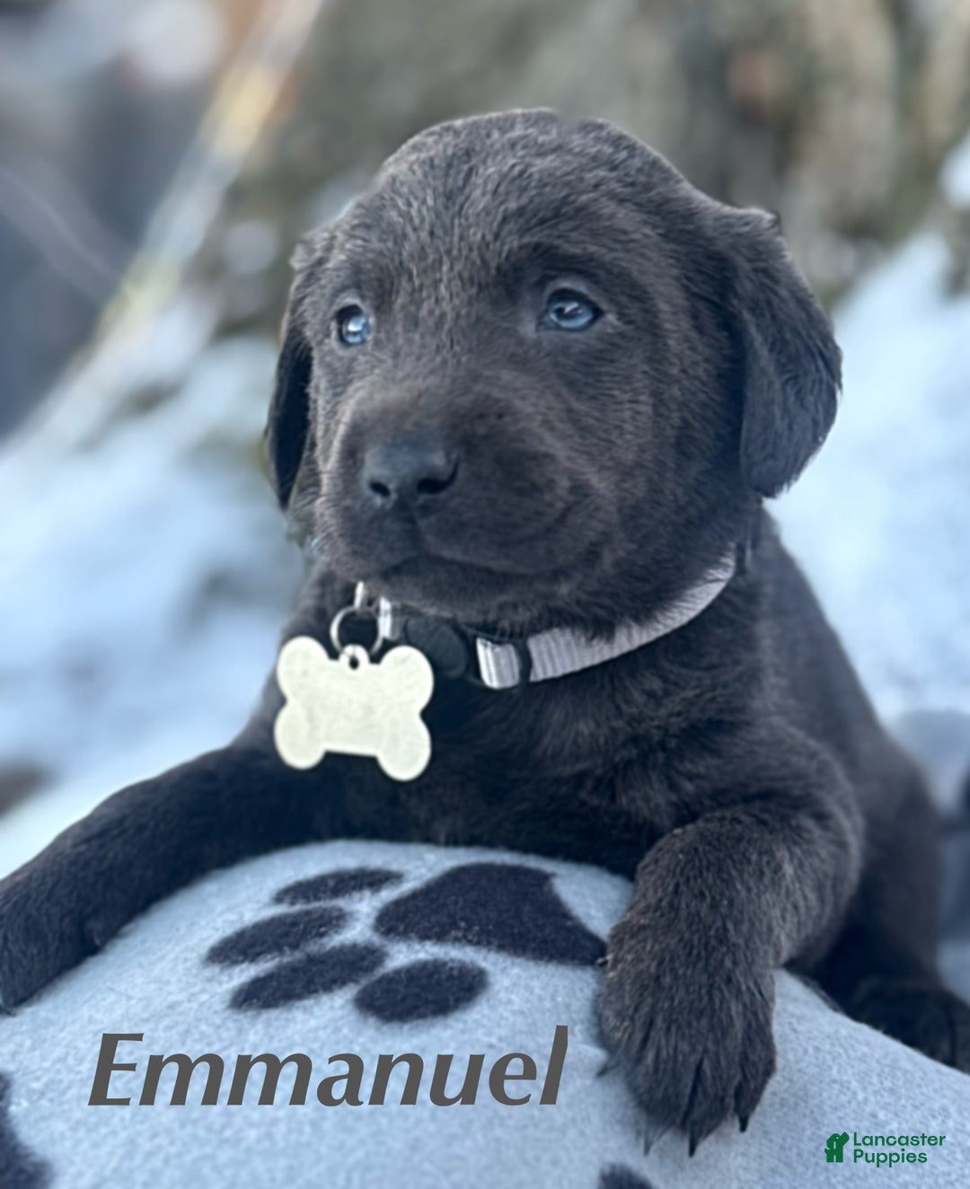Labrador Retriever dogs for sale: Labrador Retriever Puppy 1 - Ad 2