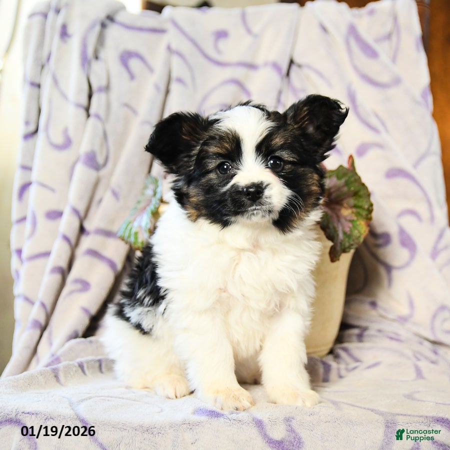 Papillon dogs Elmo - Ad 2