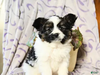 Papillon dogs Elmo - Ad 9