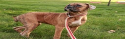 Boxer dogs for sale: Hallie - Ad 7