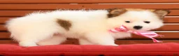 Pomeranian dogs for sale: Sadie - Ad 3
