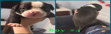 Mixed Breed 7