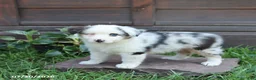 Australian Shepherd dogs for sale: Maddie - Ad 3