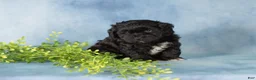 Mixed Breed dogs for sale: Midnight - Ad 4