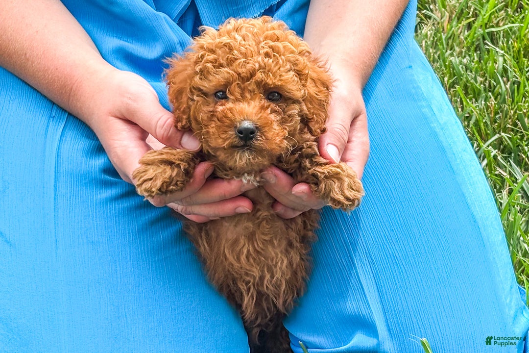 Miniature Poodle dogs for sale: Morgan - Ad 3