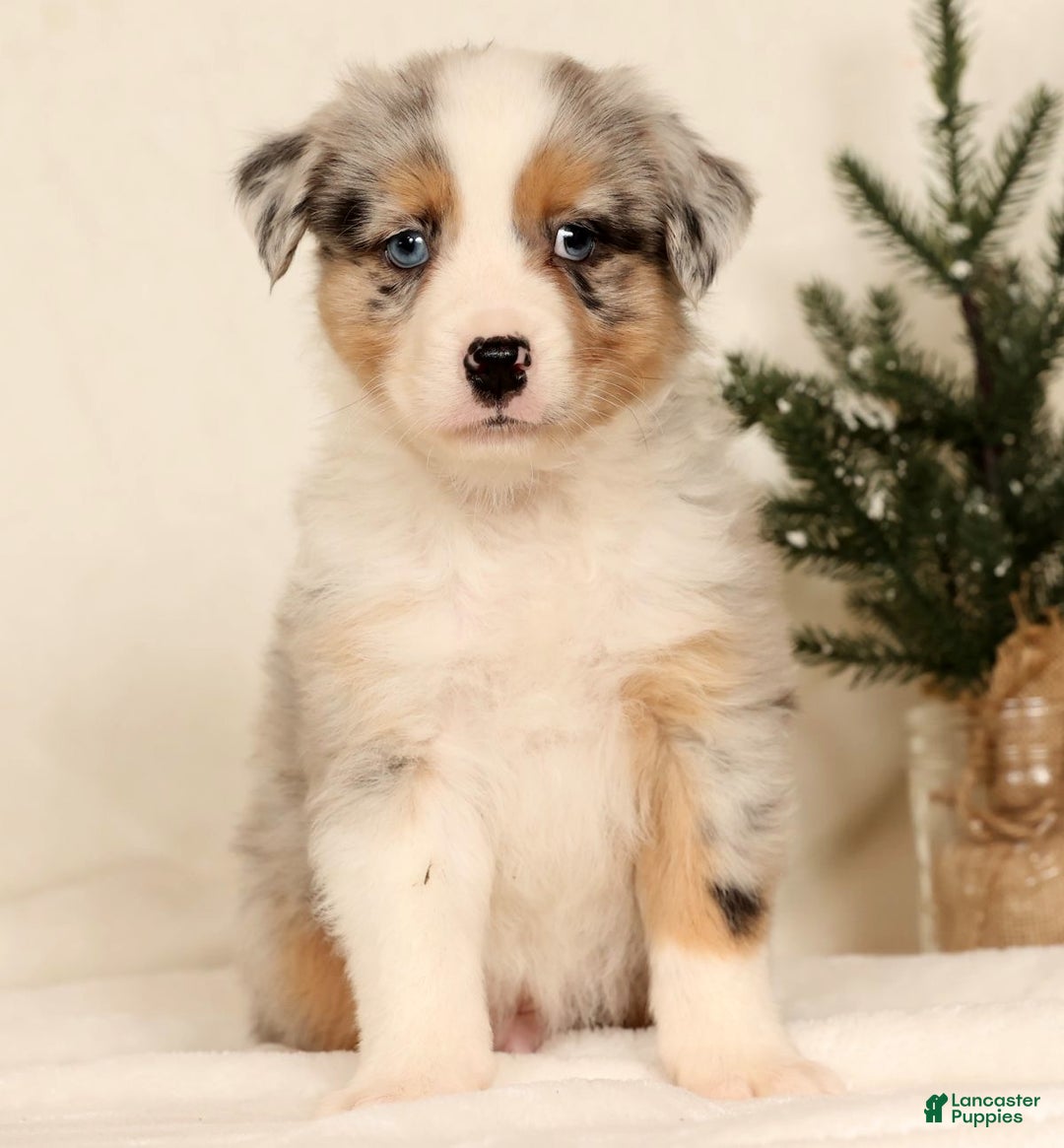 Miniature Australian Shepherd dogs for sale: Tanner - Ad 3