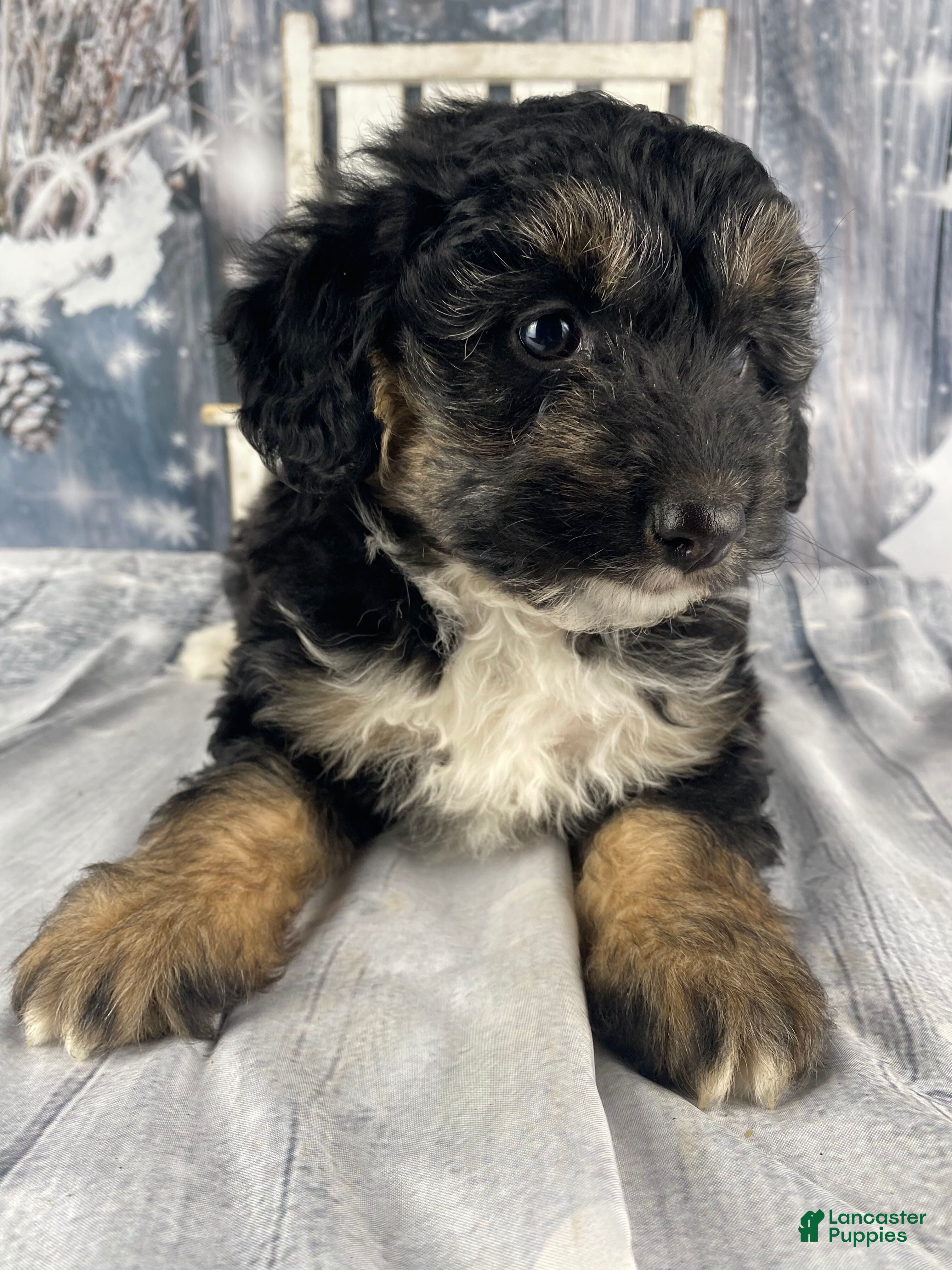 Aussiedoodle dogs Clarabell - Ad 8