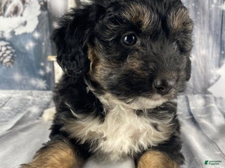 Aussiedoodle dogs Clarabell - Ad 40