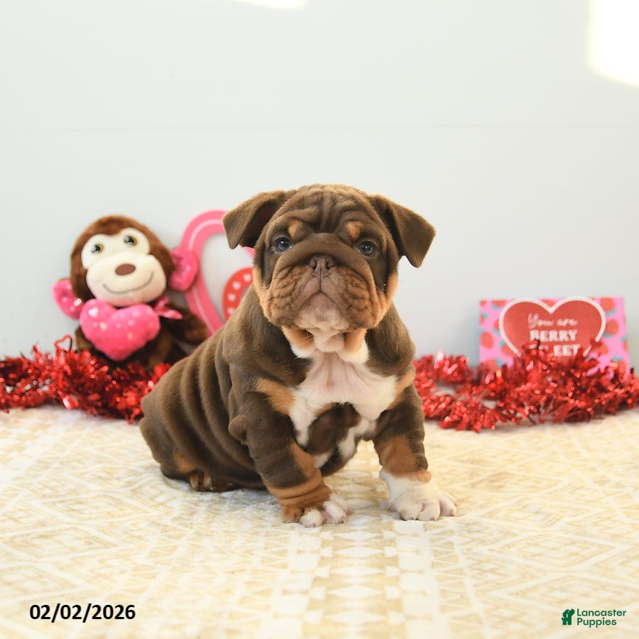English Bulldog dogs Biscuit - Ad 2