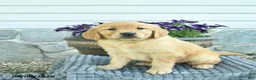Golden Retriever dogs for sale: Tia  - Ad 3