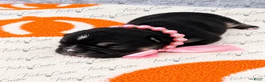 Pink - Female - Tricolor French Bulldog