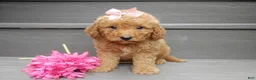 Mini Goldendoodle dogs for sale: Zara - Ad 5