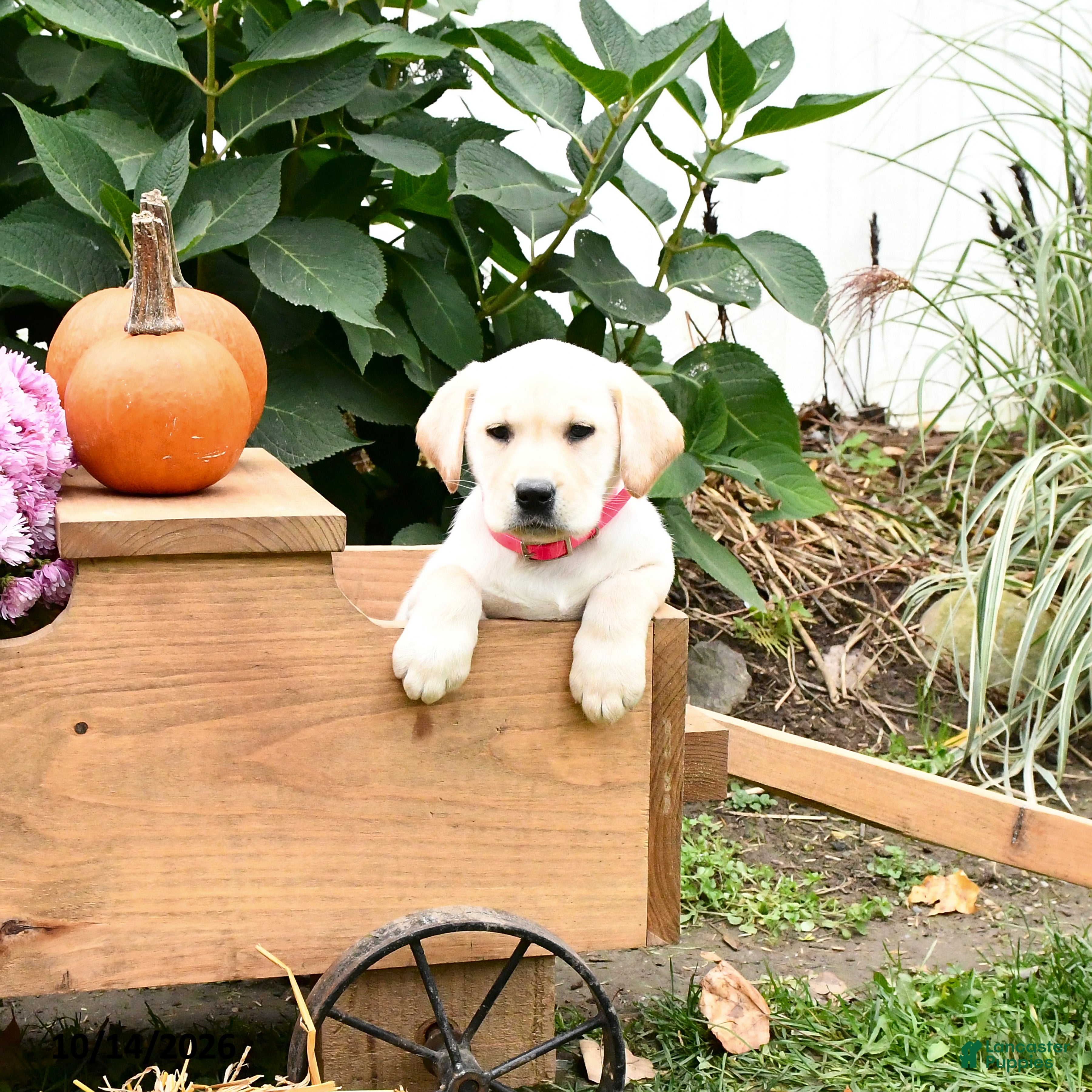 Labrador Retriever dogs Trixie - Ad 2