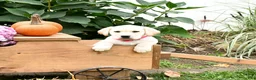 Labrador Retriever dogs for sale: Trixie - Ad 2