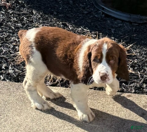 English Springer Spaniel dogs Max - Ad 1