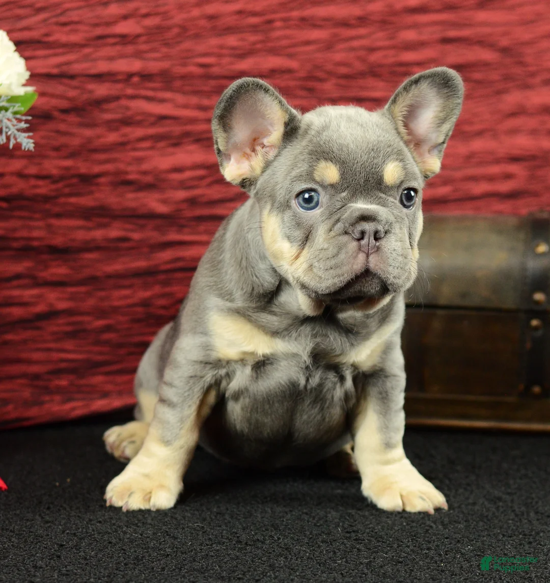 French Bulldog dogs for sale: Barney  - Ad 2