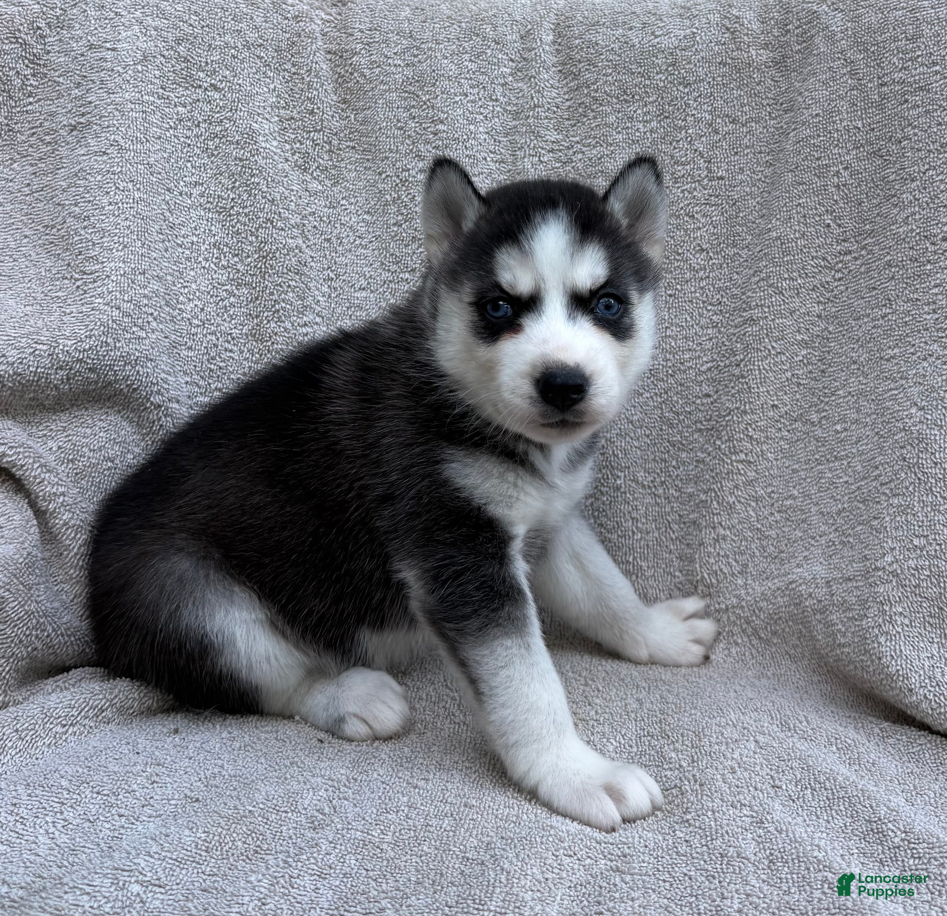 Siberian Husky dogs Sierra - Ad 1