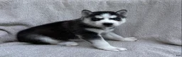 Siberian Husky dogs for sale: Sierra - Ad 1