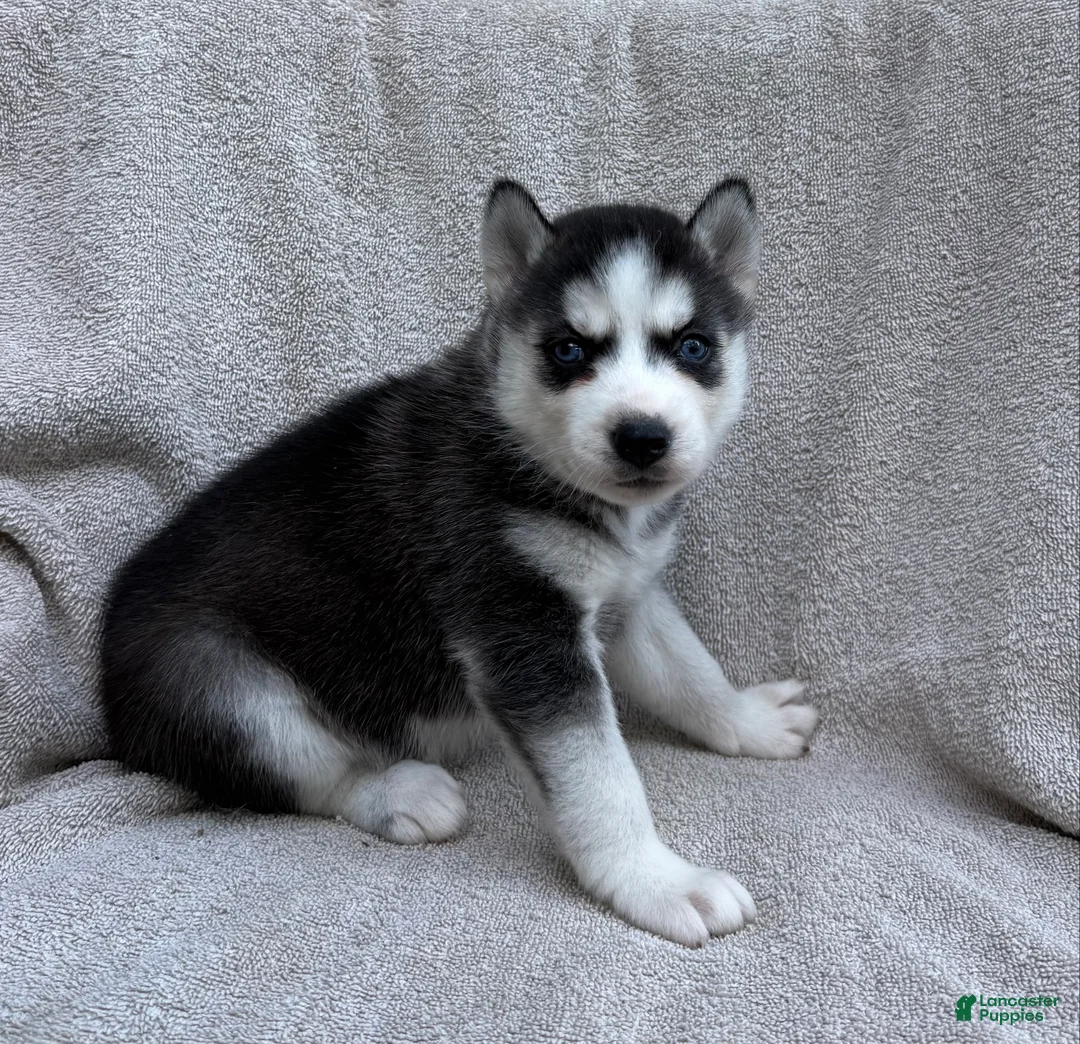 Siberian Husky dogs for sale: Sierra - Ad 1