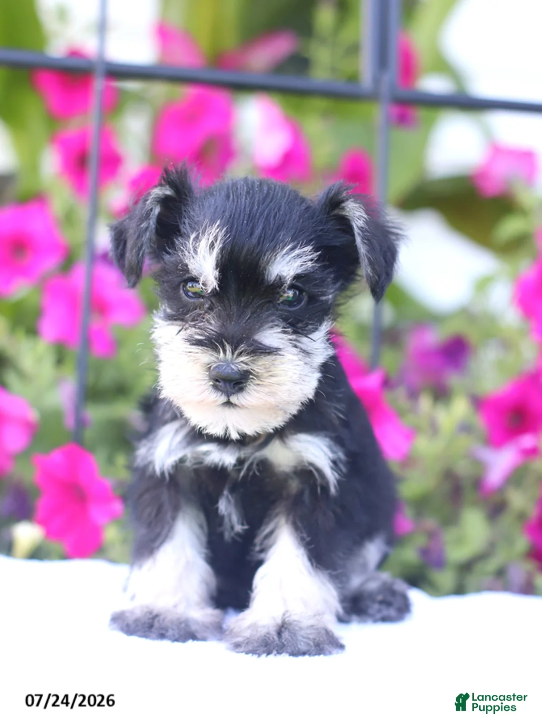 Miniature Schnauzer dogs for sale: Carter - Ad 1