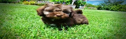 Havapoo dogs for sale: Frisco - Ad 20
