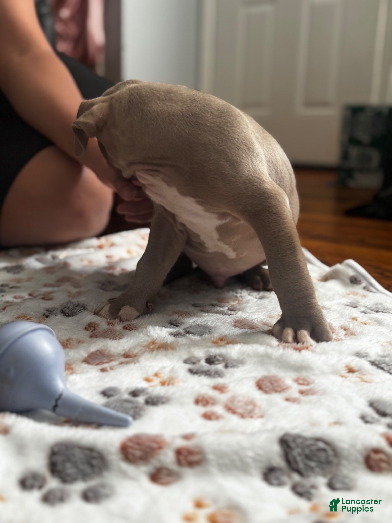 American Pit Bull Terrier dogs Kuma - Ad 2