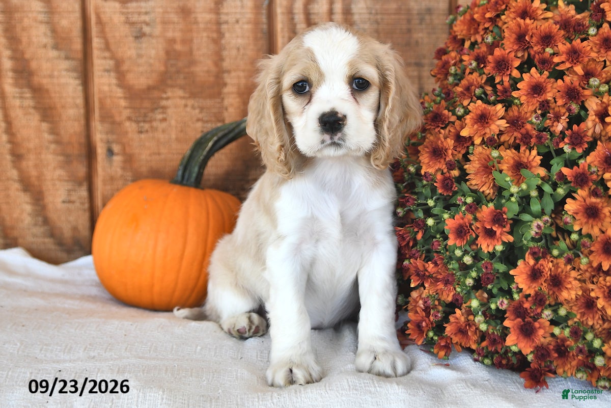 English Cocker Spaniel dogs Choxie - Ad 2