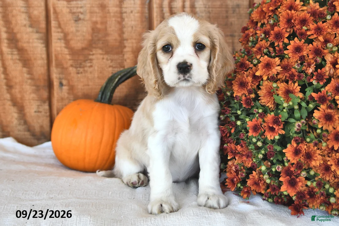 English Cocker Spaniel dogs for sale: Choxie - Ad 2