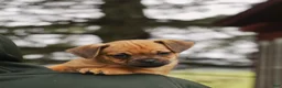 Jug dogs for sale: Bullet - Ad 3