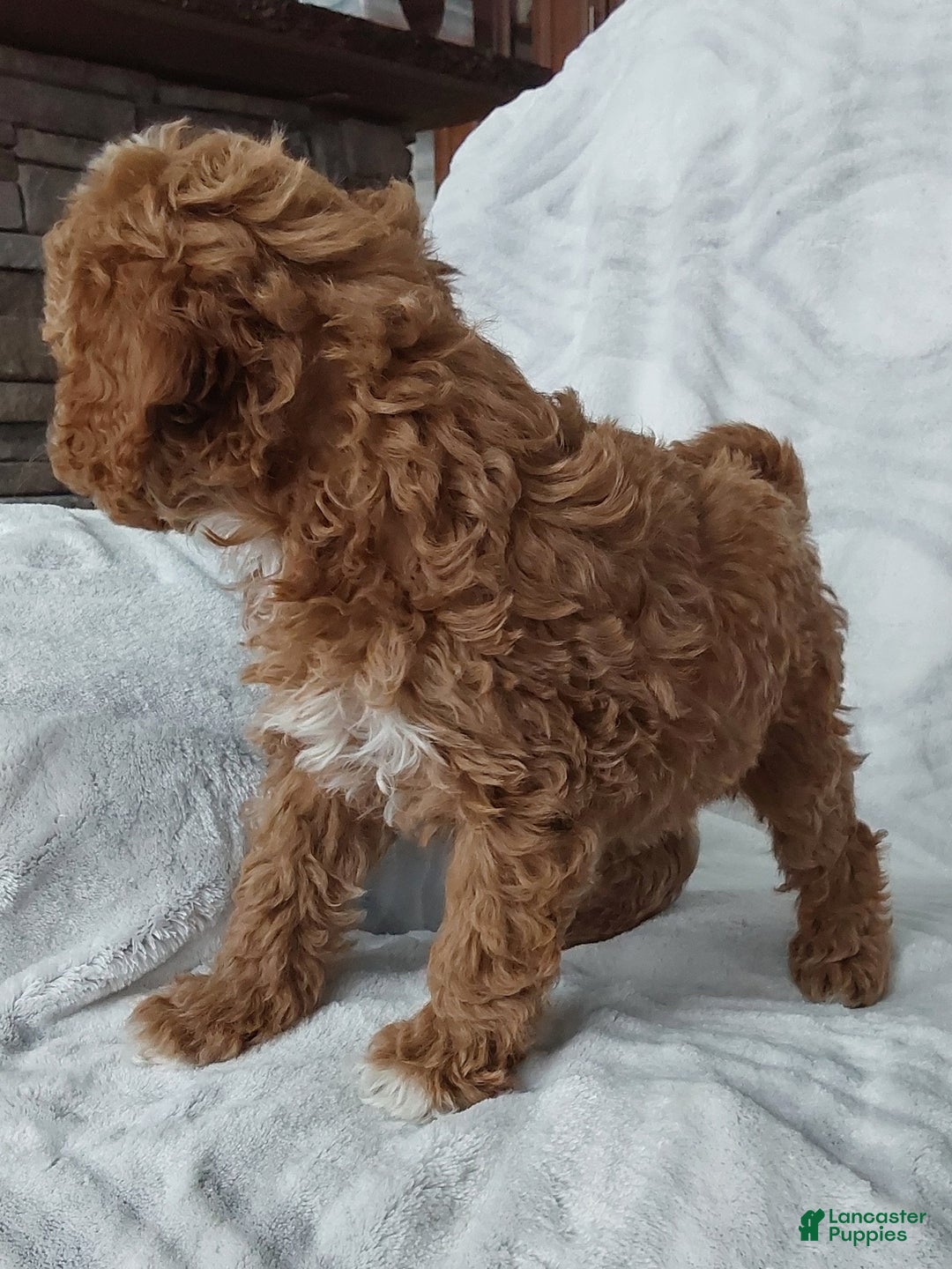Cavapoo dogs for sale: Cavapoo Puppy 1 captain - Ad 3