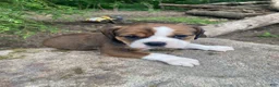 English Bulldog dogs for sale: Mia - Ad 2