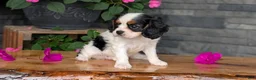 Cavalier King Charles Spaniel dogs for sale: Raya - Ad 3