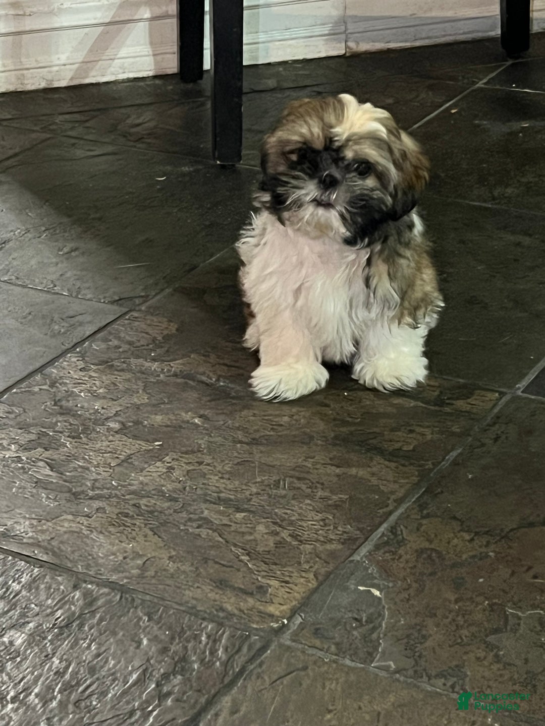 Shih Tzu dogs for sale: Shih Tzu Puppy 1 - Ad 2