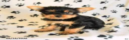 Yorkshire Terrier dogs for sale: Jackpot - Ad 4