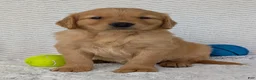 Golden Retriever dogs for sale: Murphy  - Ad 11