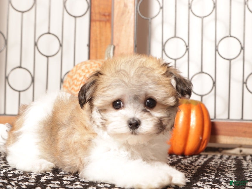 Havanese dogs Lady Bug Female Havanese Puppy  - Ad 3