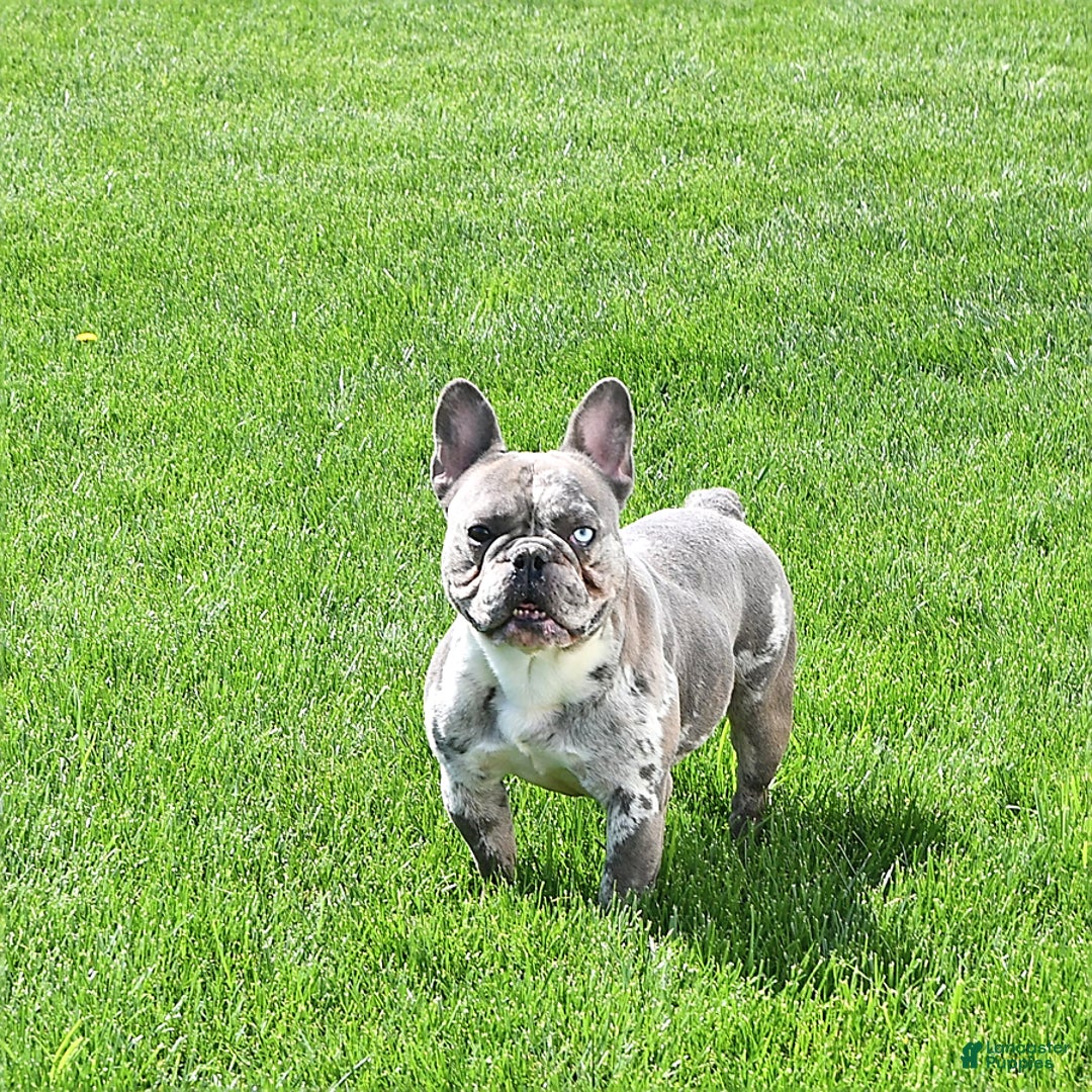 French Bulldog dogs for sale: Skye - Ad 7
