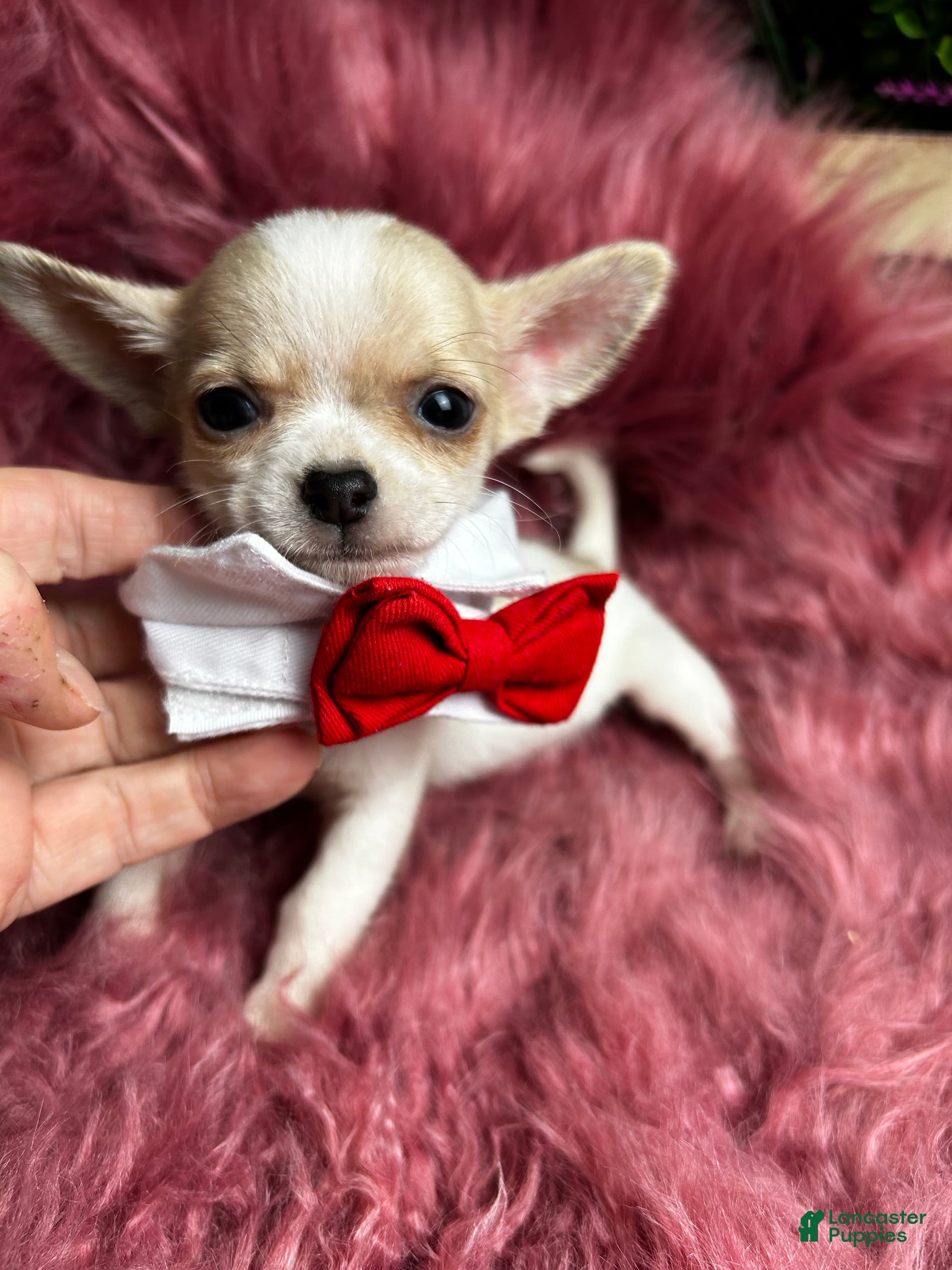 Chihuahua dogs Buttons AKA Mr. Sorrowful  - Ad 1